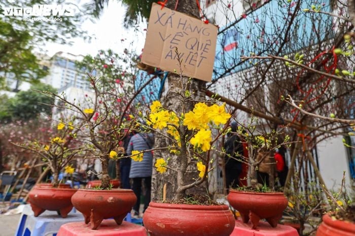 桃と黄色のアプリコットの花が売られ、商人たちは商品を売り払って故郷に帰り、旧正月を祝っています。