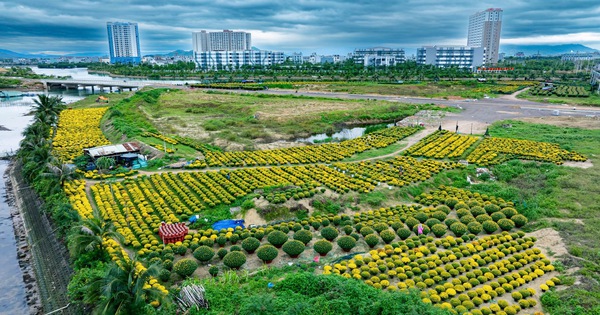 Bất ngờ Bình Định, cánh đồng nở vàng một loại hoa, đẹp như phim, dân tình tha hồ chụp ảnh