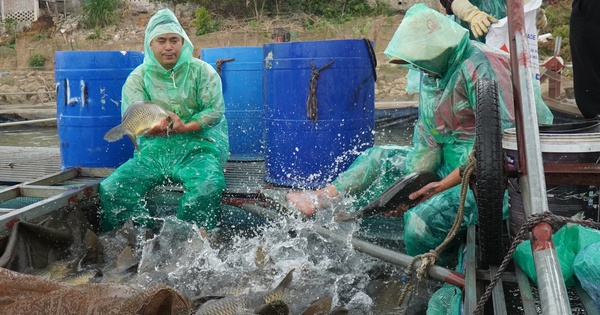 ズオン川の名物魚であるシャリシャリの鯉を育てています。魚はどれも大きく、バクニンの億万長者はそれらをすべて販売しています。