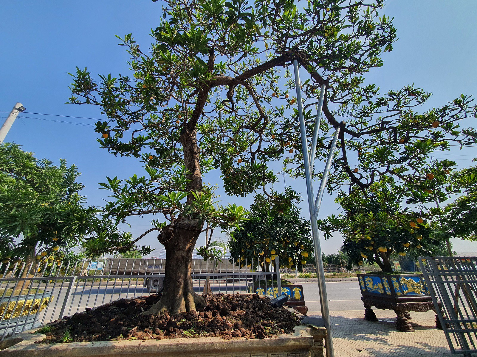 Những quái vật trong giới cây cảnh có giá ngang cả ngôi nhà làm khuynh đảo thị trường Tết Ất Tỵ 2025 - Ảnh 3.