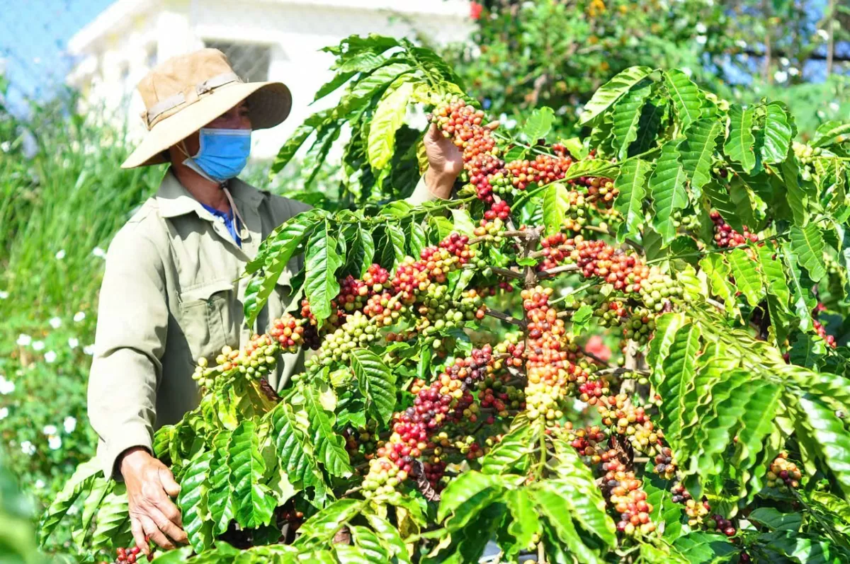 Dự báo giá cà phê ngày mai 30/1/2025: