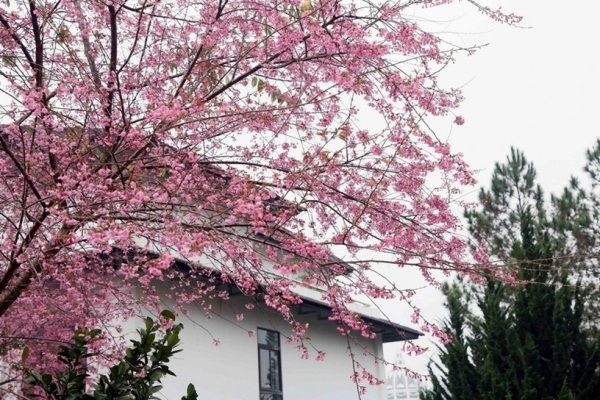 Les fleurs de cerisier fleurissent au printemps, attirant les touristes sur le plateau de Moc Chau