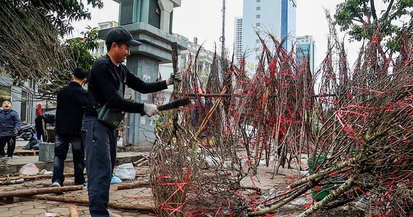 Traders cut down unsold peach blossoms before leaving the market to return home for Tet.