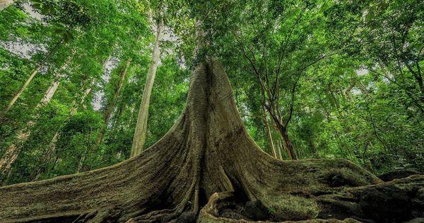 The giant tung tree is over 400 years old, 20 people can hug around its trunk, it is the Vietnamese thunder lizard.