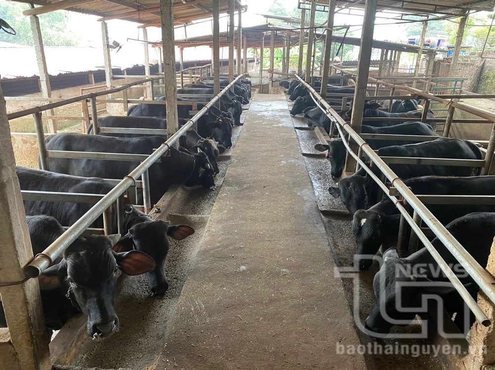 In addition to natural grazing, many households and cooperatives in the province have invested in raising buffalo and cows on a farm scale.