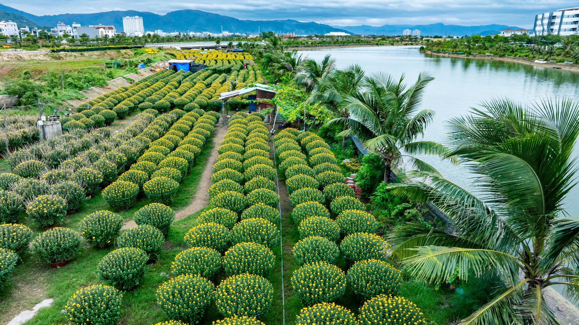 Cánh đồng hoa cúc Tết nở vàng rực rỡ, khung cảnh đẹp như phim xuất hiện ở Bình Định- Ảnh 10.