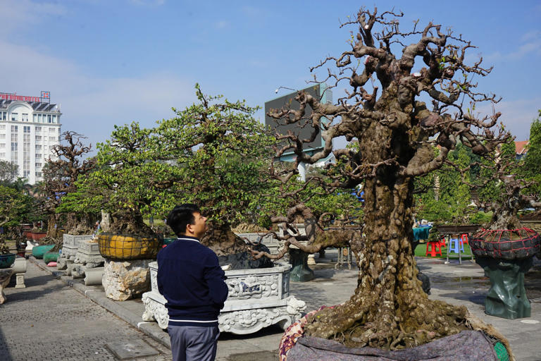 Những quái vật trong giới cây cảnh có giá ngang cả ngôi nhà làm khuynh đảo thị trường Tết Ất Tỵ 2025 - Ảnh 2.