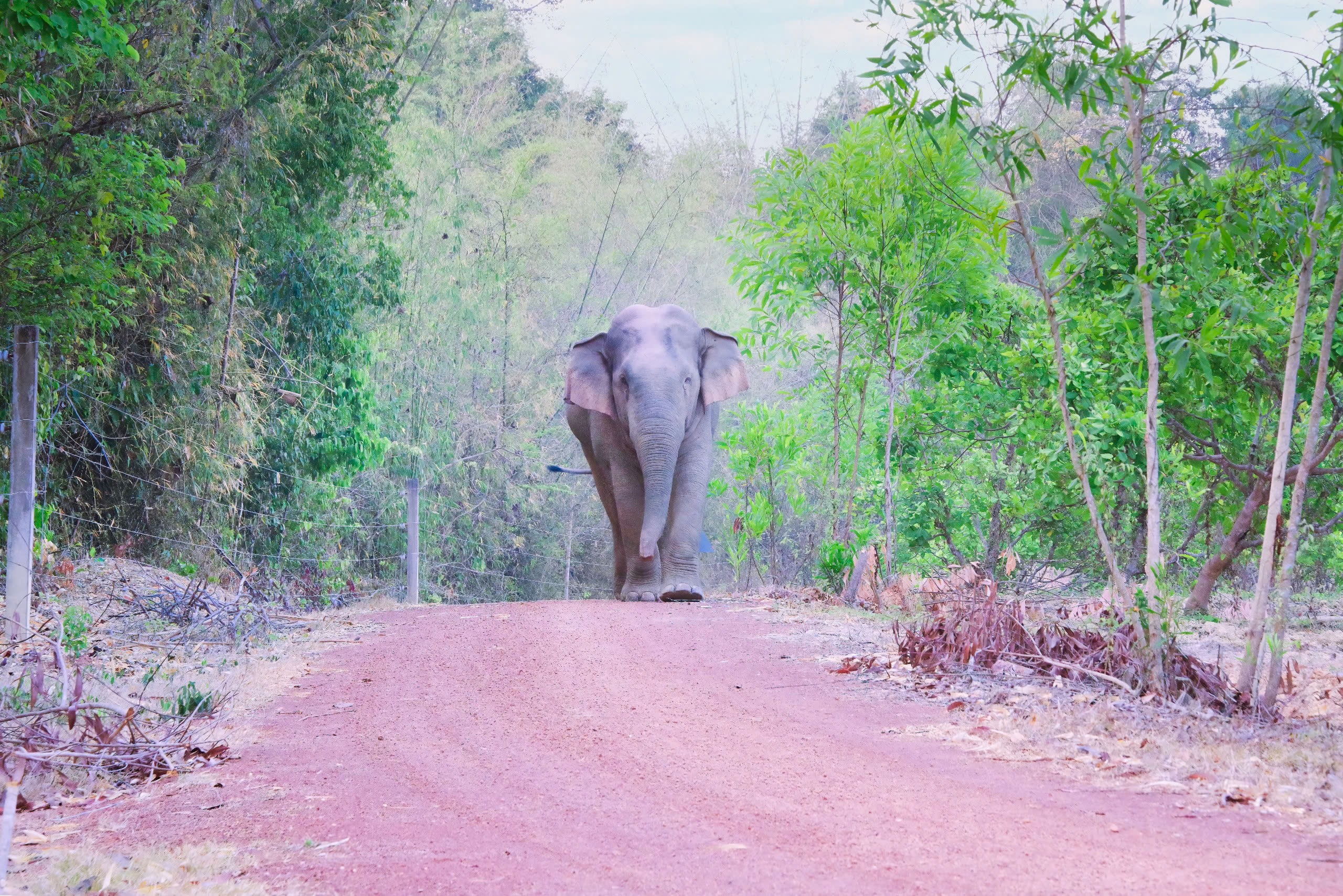 Ngắm chim, thú hoang dã trong 