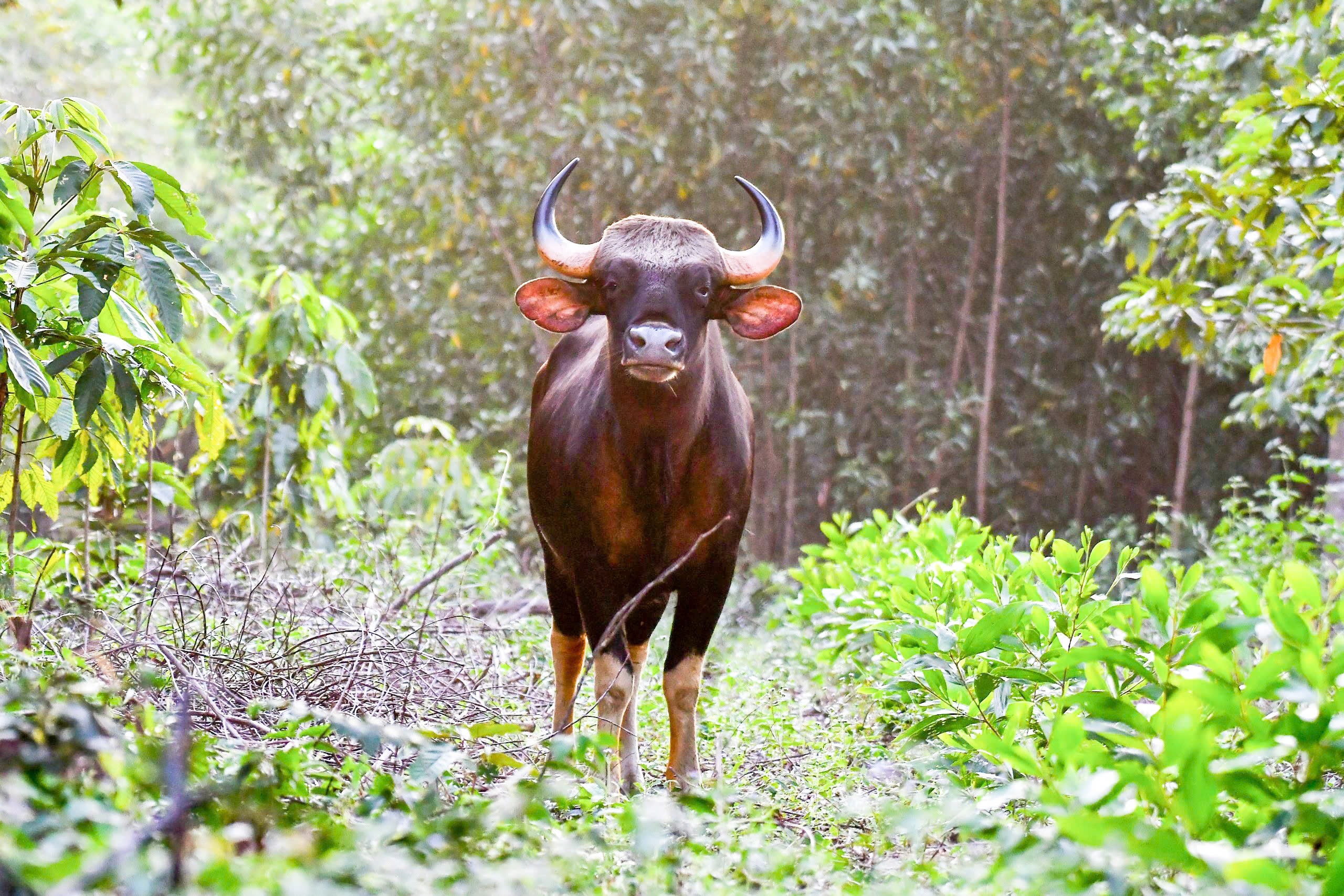 Ngắm chim, thú hoang dã trong 