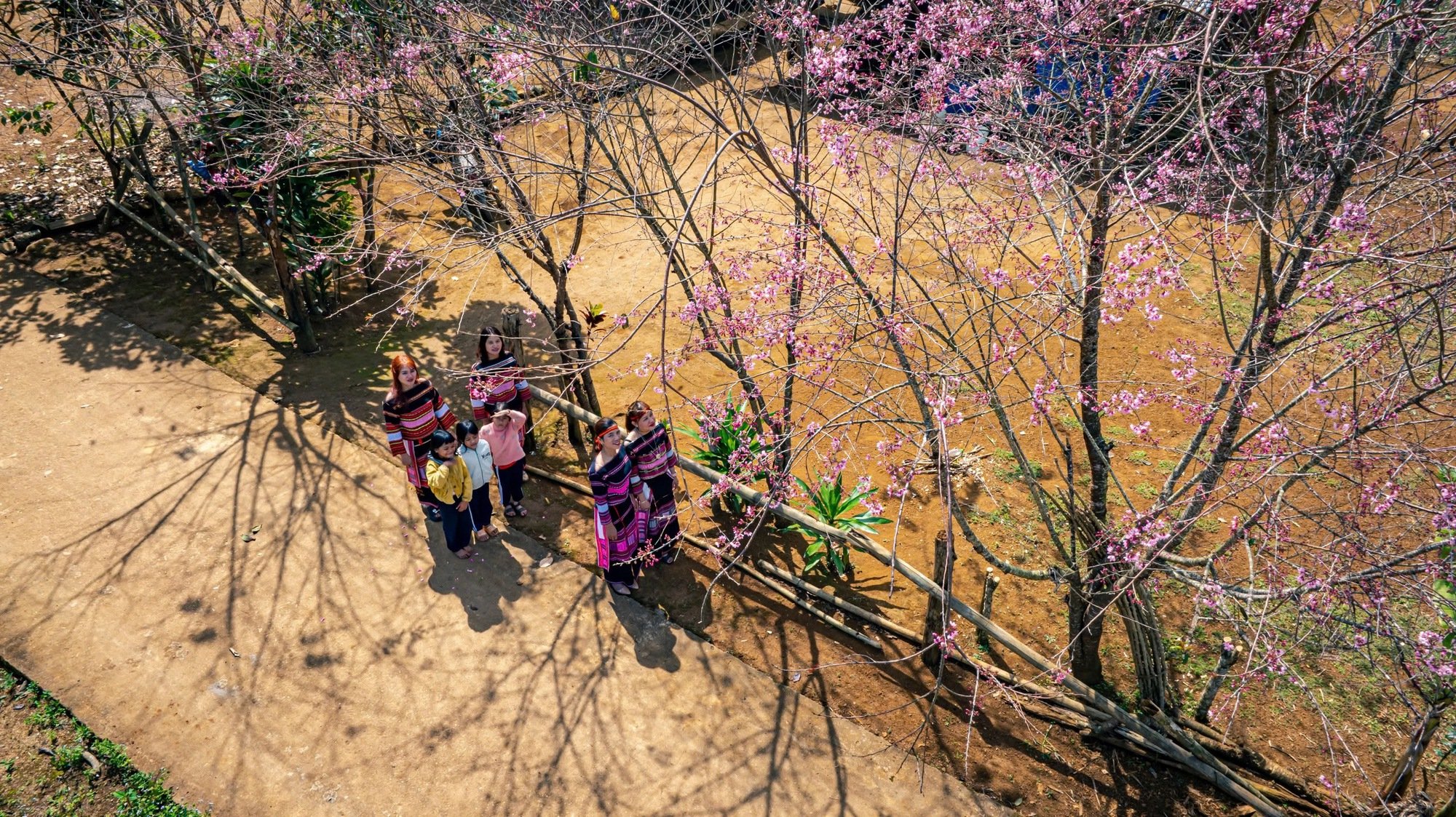 Hoa đào nở la liệt, cản chả kịp, cả làng ở Bình Định cảnh đẹp như phim, cứ như đi giữa Đà Lạt- Ảnh 3.