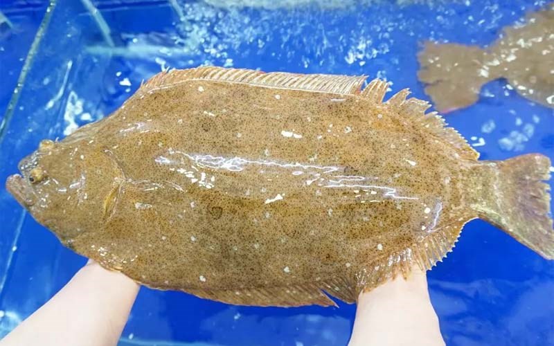 5 loại cá ngon, bổ, vừa túi tiền, dễ chế biến và mang ý nghĩa tốt lành bán đầy chợ - Ảnh 1.