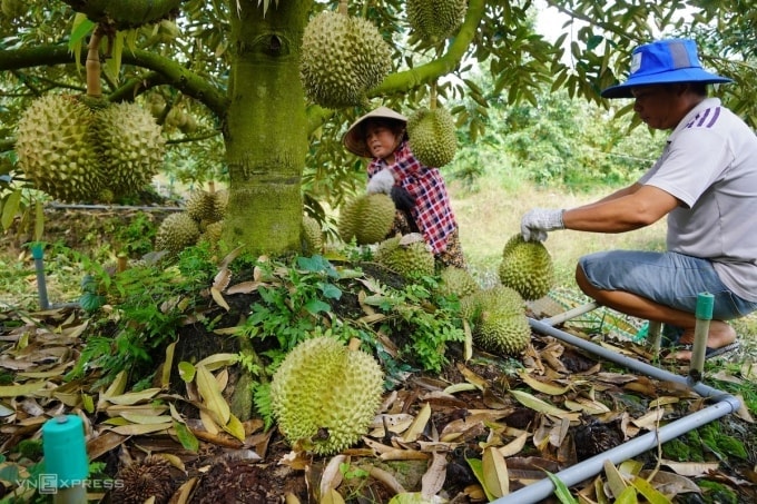 Việt Nam đứng thứ hai xuất khẩu rau quả sang Trung Quốc