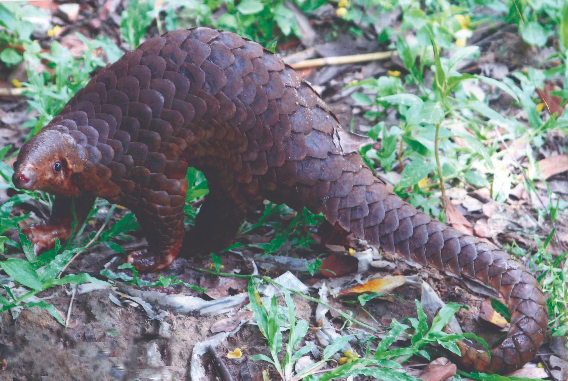 Ngắm chim, thú hoang dã trong 