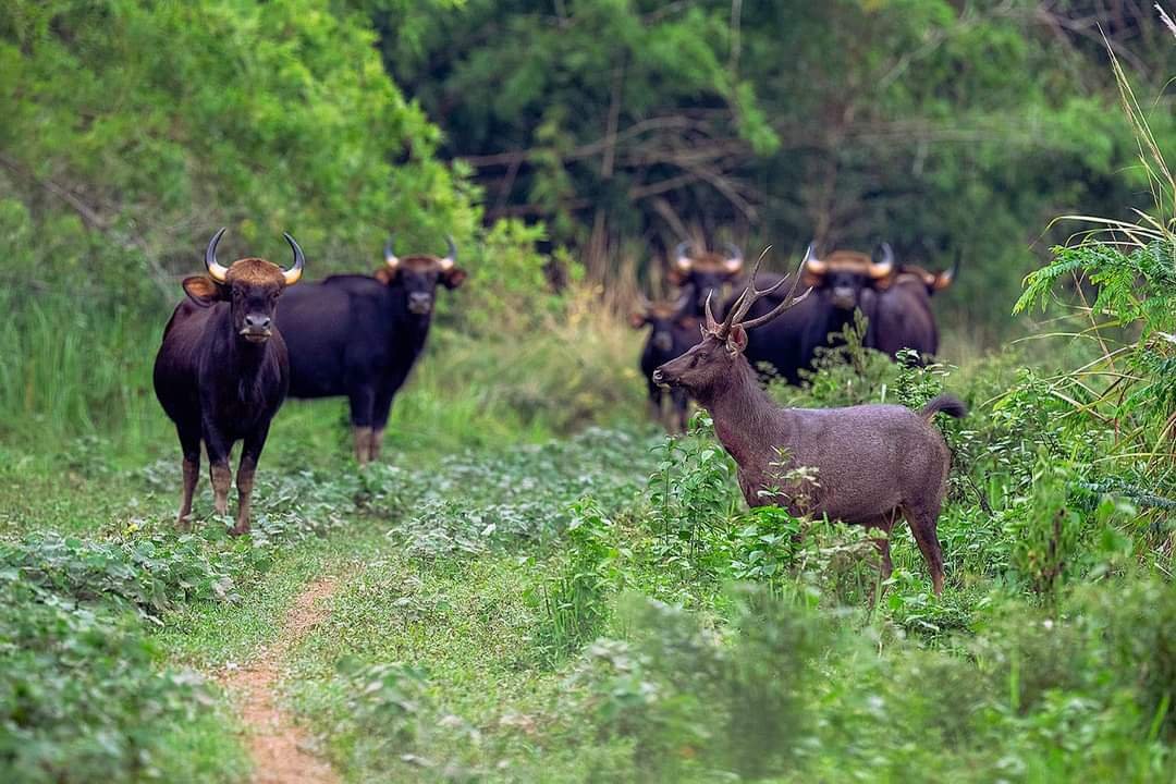 Ngắm chim, thú hoang dã trong 