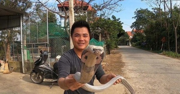 Business is slow, a farmer in Phu Tho brought thousands of poisonous cobras to cook into glue, but couldn't sell them in time.