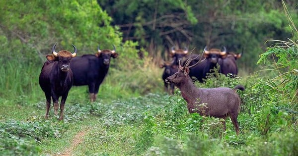 មើលសត្វស្លាប និងសត្វព្រៃនៅក្នុង "សួតបៃតង" នៃភាគអាគ្នេយ៍