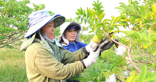 Có diện tích loại trái cây lắm "mắt" nhiều nhất cả nước, lại đúng lúc giá cao, nông dân Tây Ninh trúng lớn