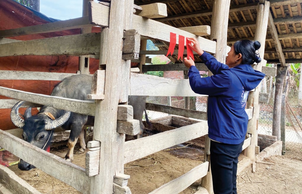 Dán giấy đỏ tại chuồng gia súc là phong tục không thể thiếu của người Tày, Nùng trong dịp Tết Nguyên đán.