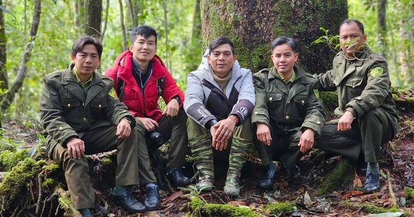 Die Menschen feiern Tet in Eile und begrüßen den Frühling mitten im alten Wald