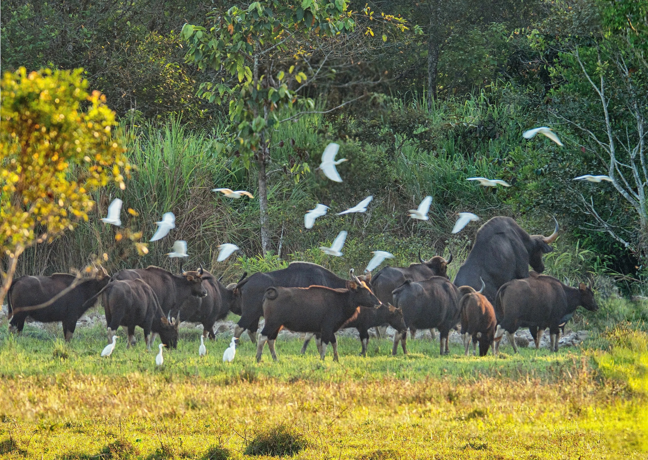 Ngắm chim, thú hoang dã trong 