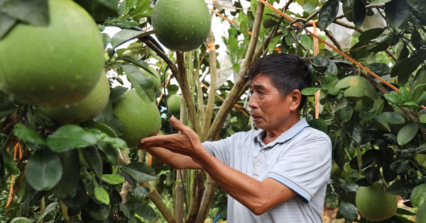 Sơn La đánh thức "kho vàng" trên đất dốc, trở thành tỉnh có diện tích cây ăn trái lớn nhất nhì miền Bắc