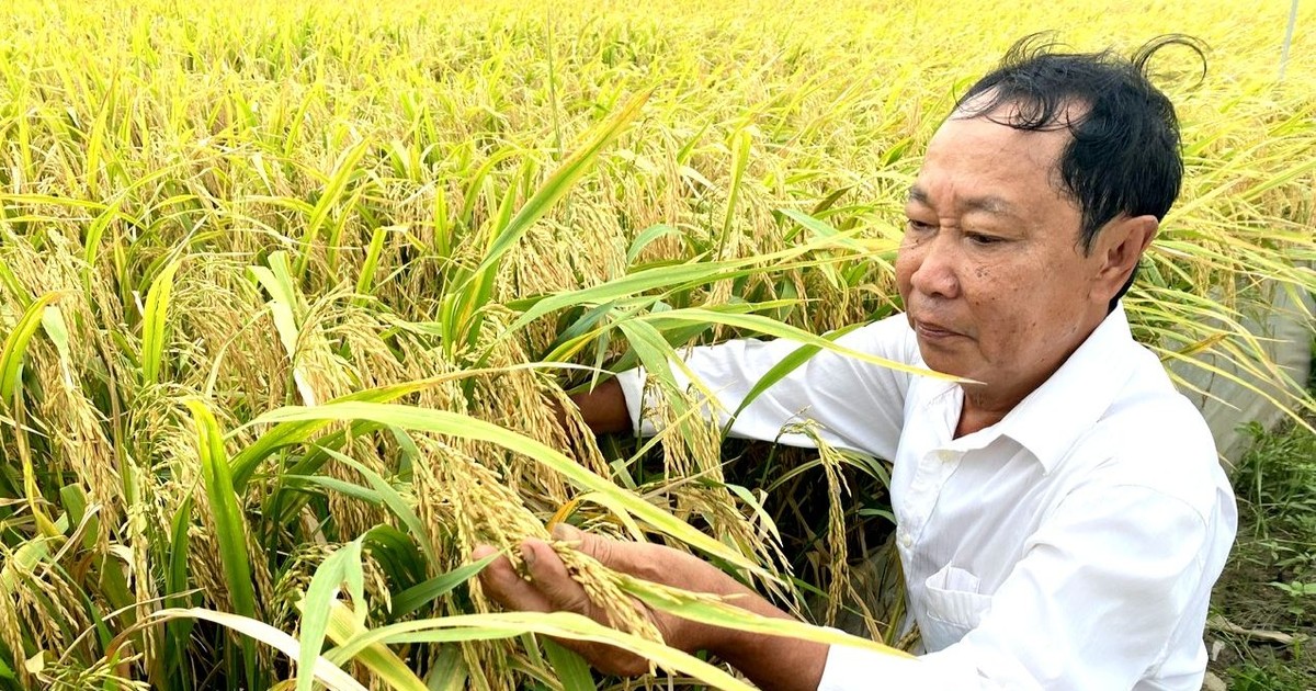 Vietnamese rice conquers world record