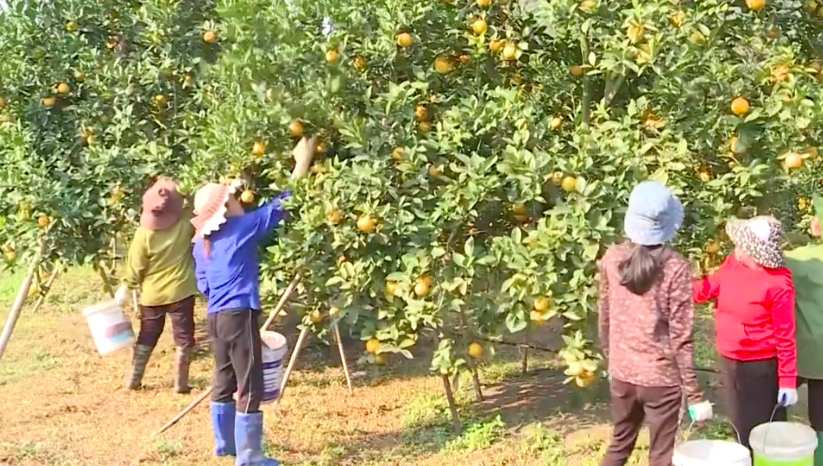 Продукция Thanh Hoa OCOP пользуется большим спросом во время Лунного Нового года