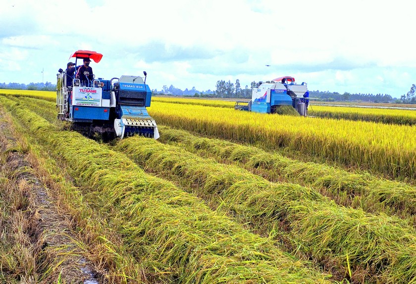 Thu hoạch lúa tại một mô hình thí điểm.