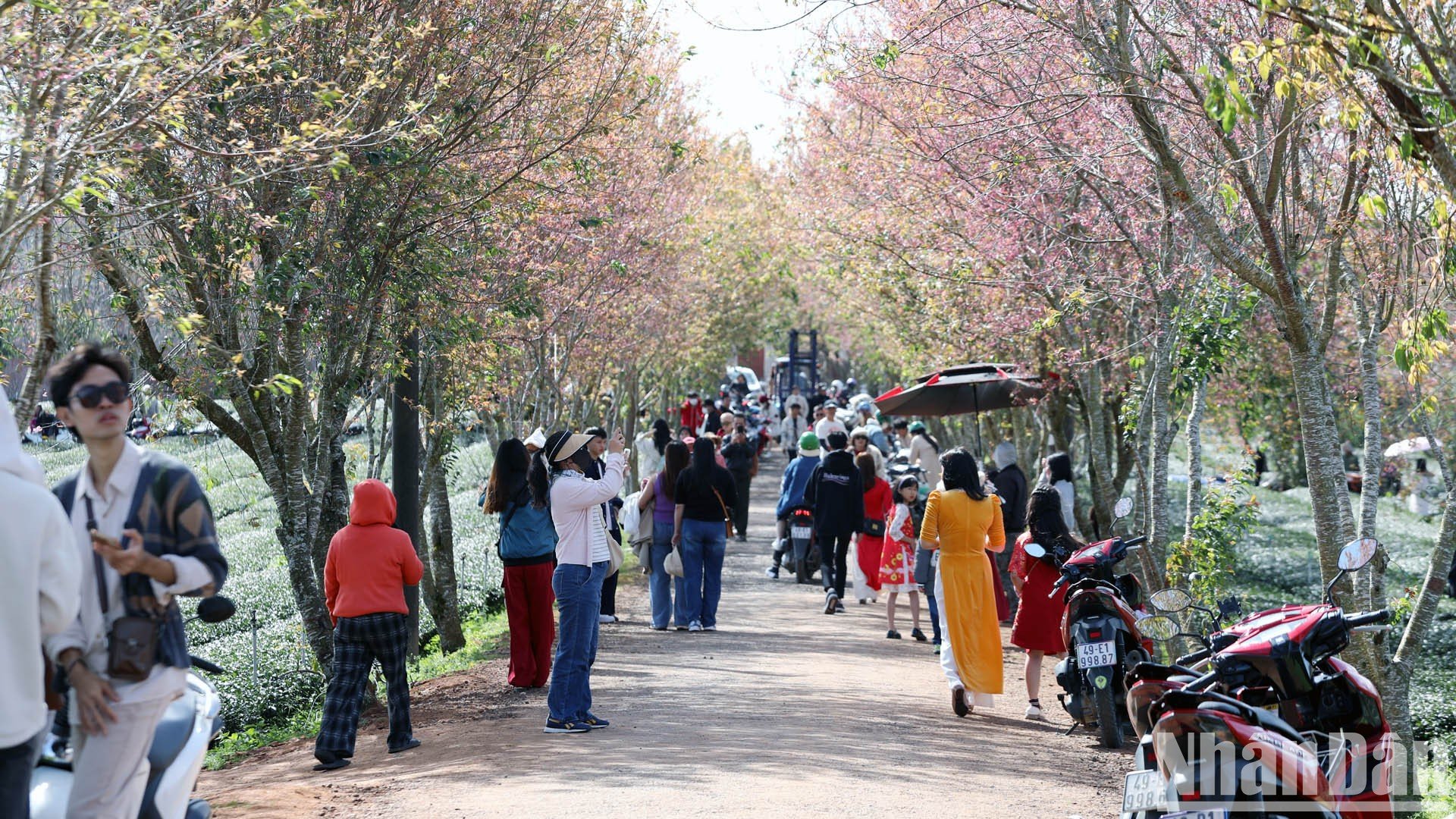 [Photo] Spring outing in the cold sun of Da Lat photo 11