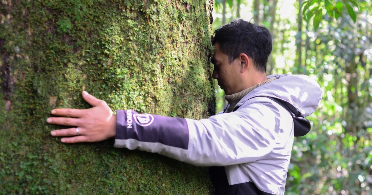 Des « arbres divins » millénaires protégés par le peuple K'Ho Cil