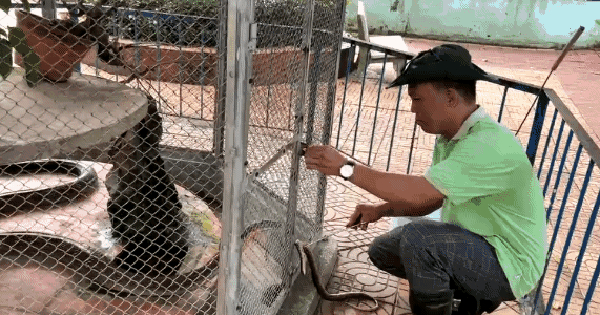 "Tiembla" al ver la extracción del veneno de la serpiente