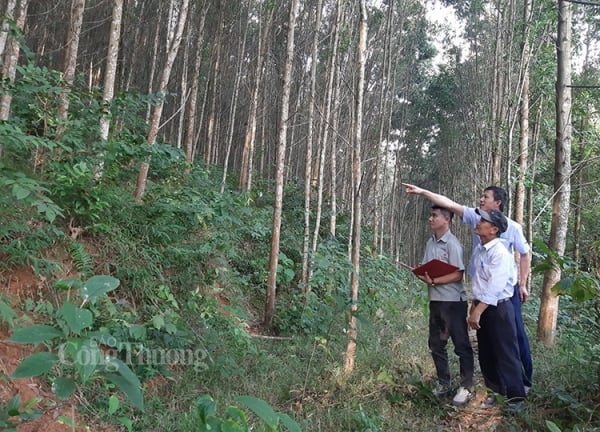 Explotación eficaz de los recursos forestales