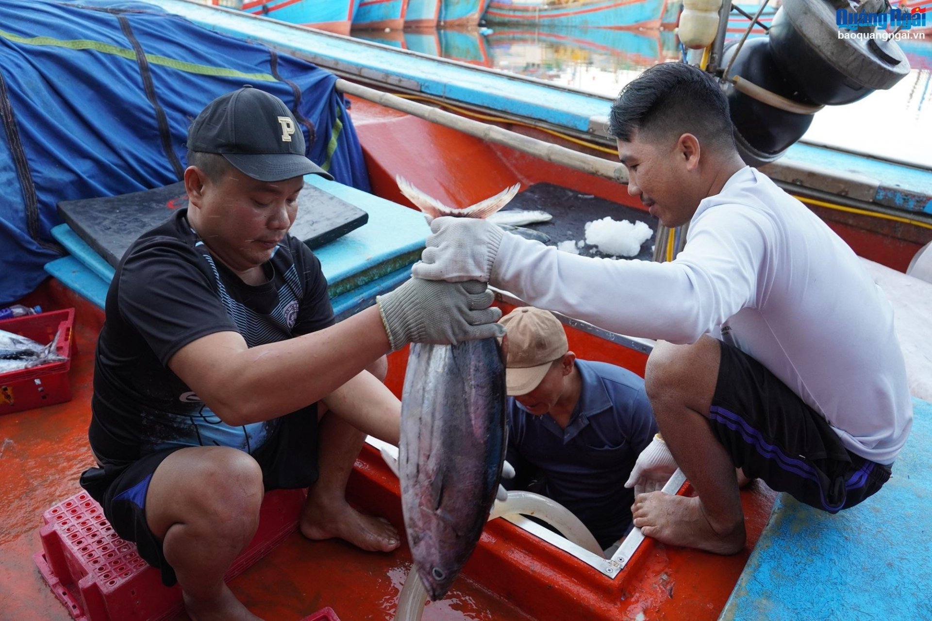  Chỉ sau 3 ngày ra khơi trở về, các tàu thu về 5 - 6 tấn cá ngừ sọc dưa, với giá bán từ 50 - 70 nghìn đồng/kg, các tàu thu về hàng trăm triệu đồng. 