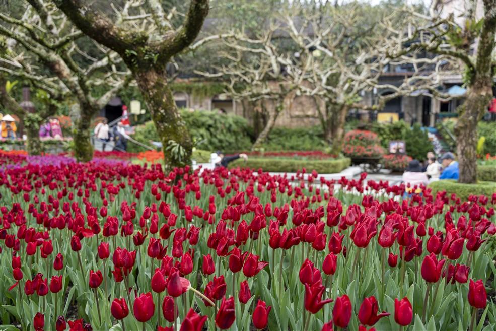 นักท่องเที่ยวนับพันเดินทางมายัง Sun World Ba Na Hills เพื่อท่องเที่ยวในฤดูใบไม้ผลิในช่วงต้นปี 2025 - ภาพที่ 4