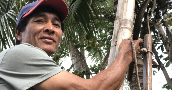 Entering a beautiful coconut garden like in a movie in Binh Thuan, bumping into "Mr. Tarzan" climbing a coconut tree, the whole village was amazed.