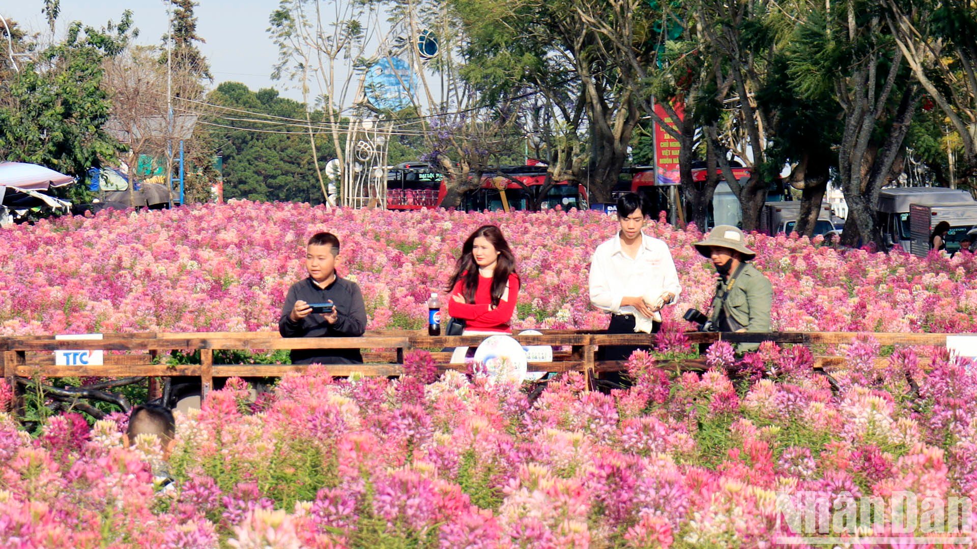 [Photo] Spring outing in the cold sun of Da Lat photo 5