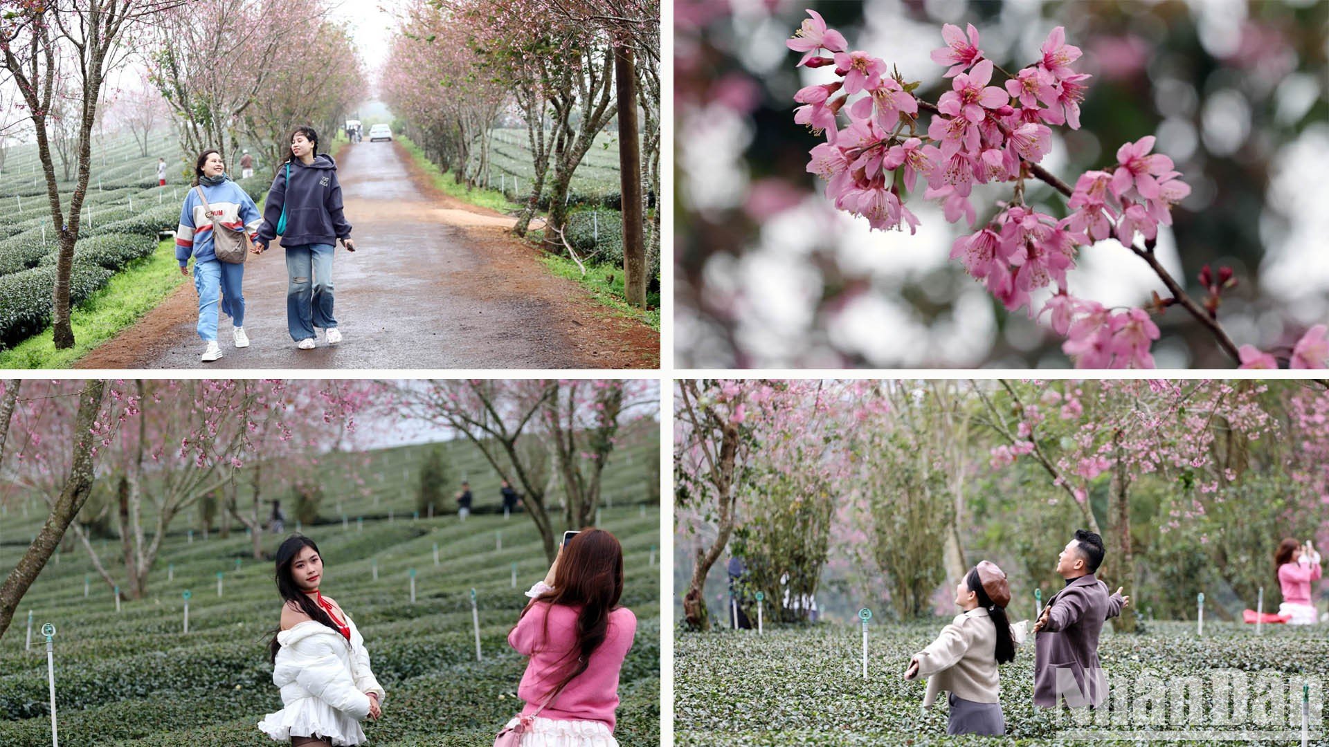 [Photo] Spring outing in the cold sun of Da Lat photo 12