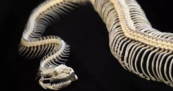 Terrifying 3 "monster snakes" that became extinct millions of years ago