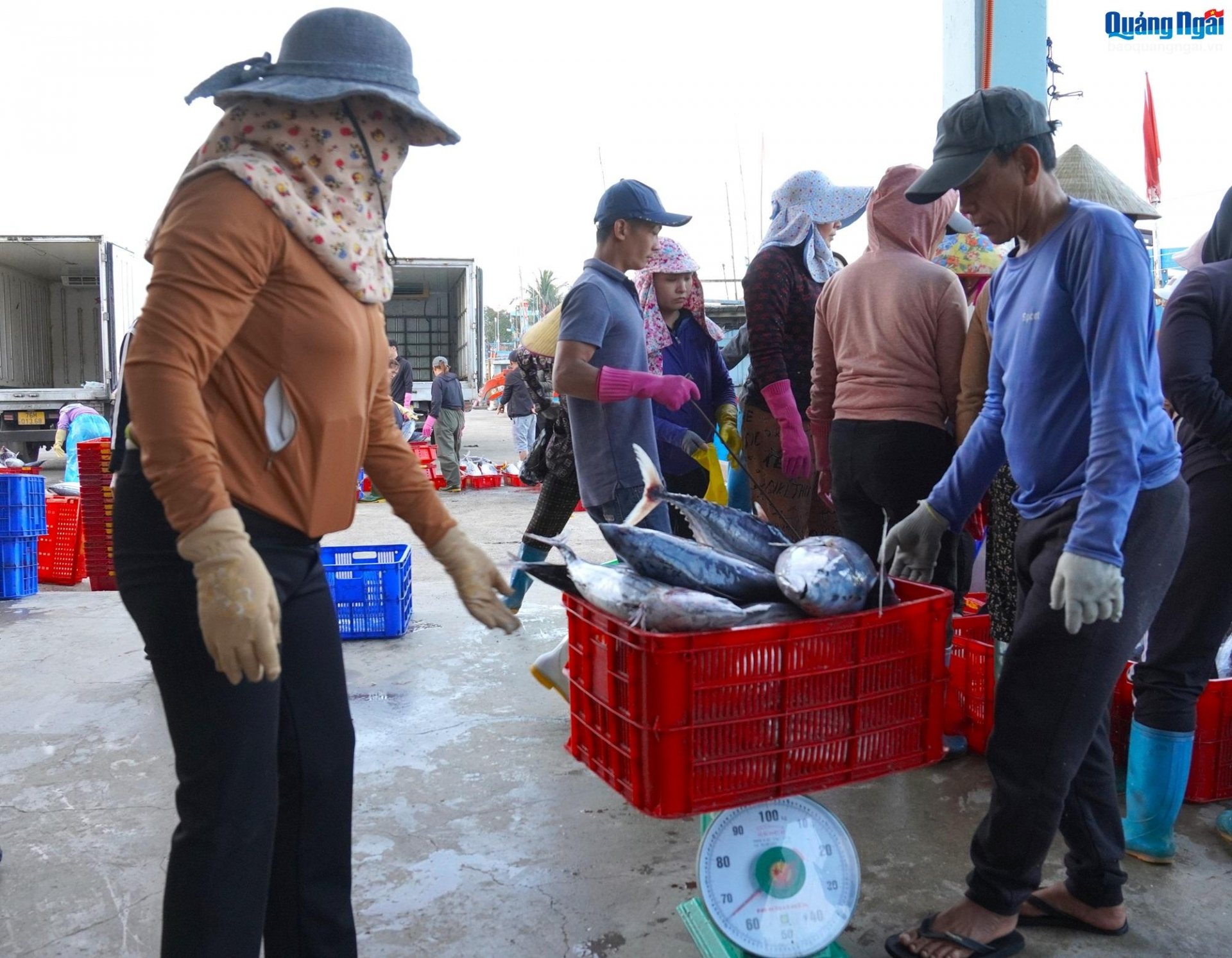  Vì đánh bắt ngắn ngày nên cá tươi rói, thương lái tranh nhau thu mua. 