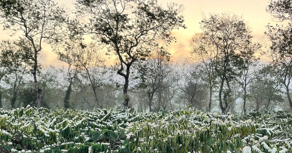 雪のような白い花びらが咲くコーヒーの花の季節は信じられないほど美しい