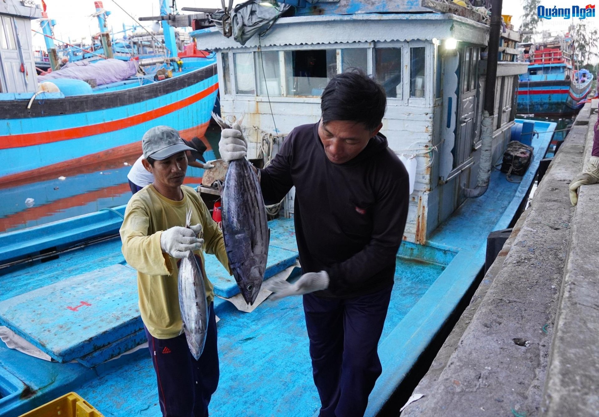  Anh Lê Tấn Vinh, ở tổ dân phố Hải Tân, phường Phổ Quang (TX.Đức Phổ) cho biết, tàu của anh có 10 thuyền viên. Sau 3 ngày ra khơi đánh bắt ở vùng biển Quảng Ngãi, tàu thu về 6 tấn cá ngừ sọc dưa. Được mùa, được giá nên anh em thuyền viên đều có thu nhập khá, ai nấy đều phấn khởi vì có thêm khoản tiền để lo Tết cho gia đình.