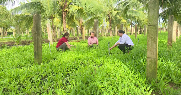 Diese 10 Haushalte in Binh Thuan zerstörten den Drachenfruchtgarten, um aromatisches Gemüse anzubauen, und steckten dabei 140 Millionen VND/Sao ein.