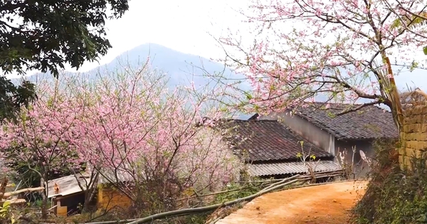 Primer plano de cada barranco y colina en Lang Son, brillante con flores de durazno