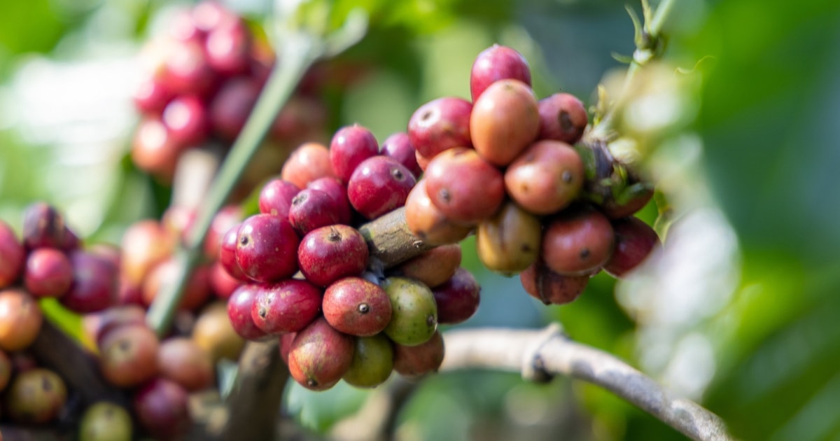 ในวันที่สามของเทศกาลตรุษจีน ราคาของกาแฟก็ทำลายสถิติของวันที่สอง