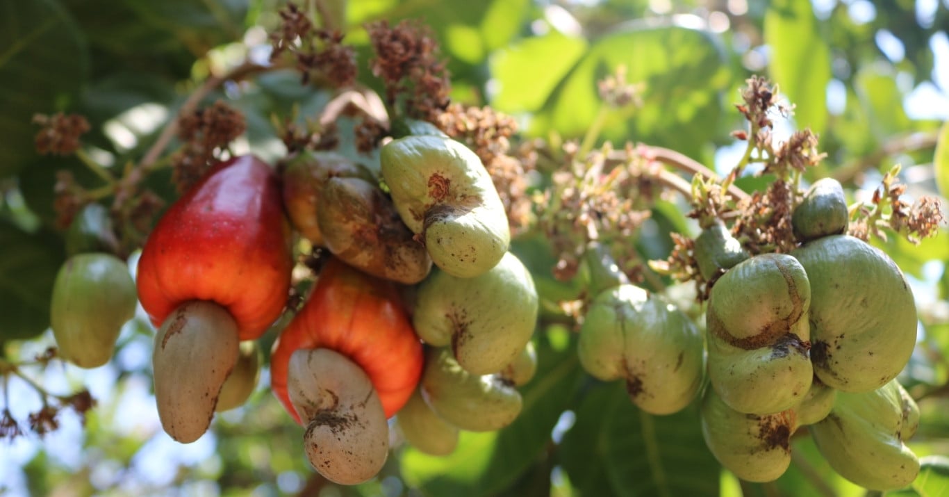 Die Cashew-Industrie ist still und leise zum weltweit größten Lieferanten geworden und erreicht einen Rekord von 4,34 Milliarden USD