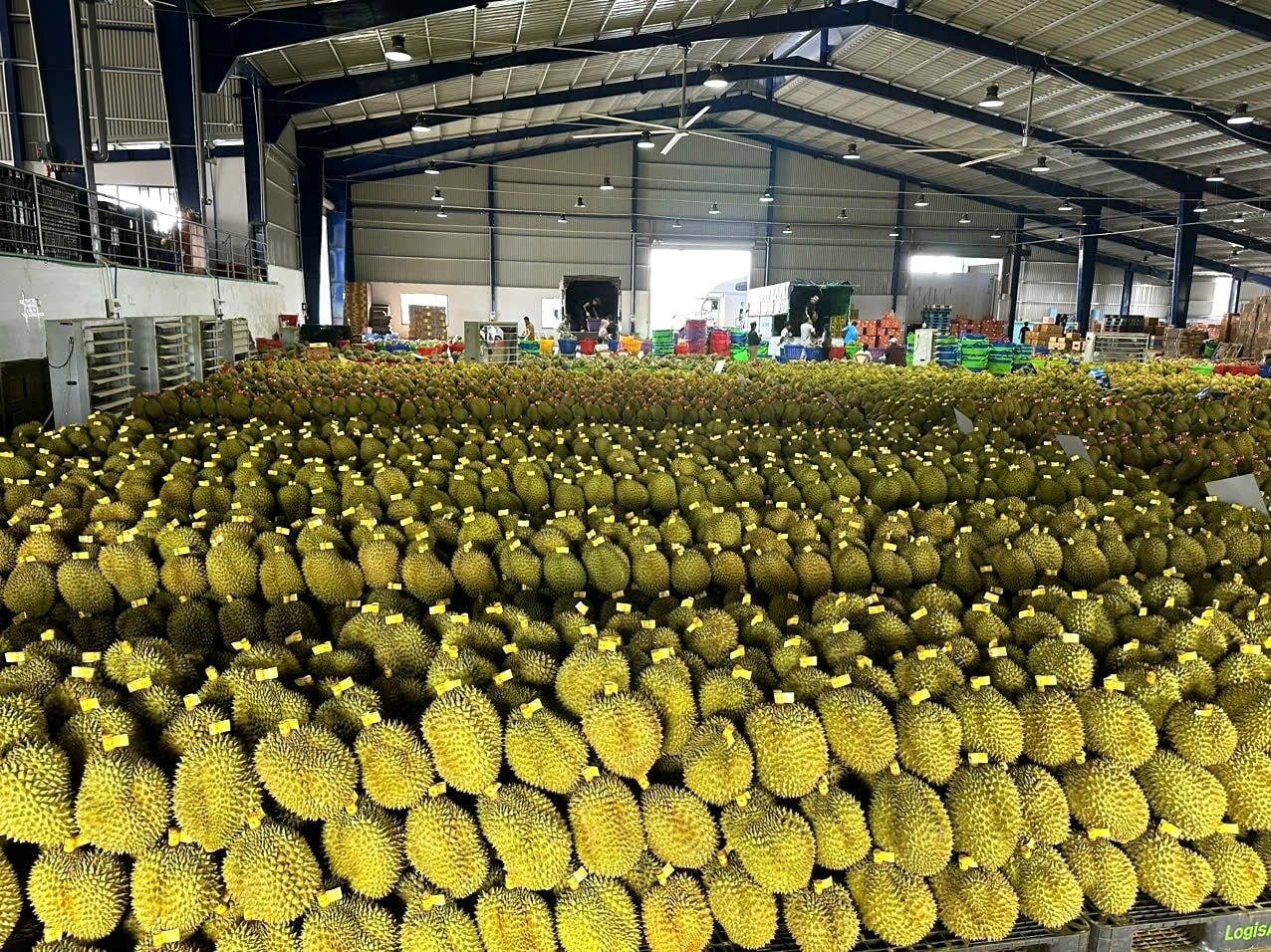 Întreaga provincie Lam Dong a primit 53 de coduri pentru unități de ambalare a durianului la export, cu o suprafață totală a fabricii de 134.971 m2 (1)