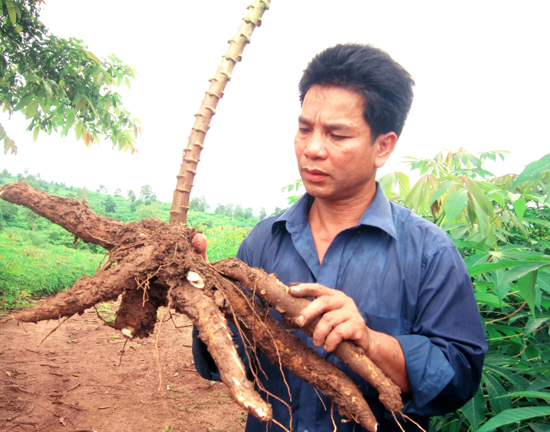 Cây sắn đã trở thành “chìa khóa thoát nghèo” của nhiều hộ nông dân ở tuyến Lìa - Ảnh: Q.H
