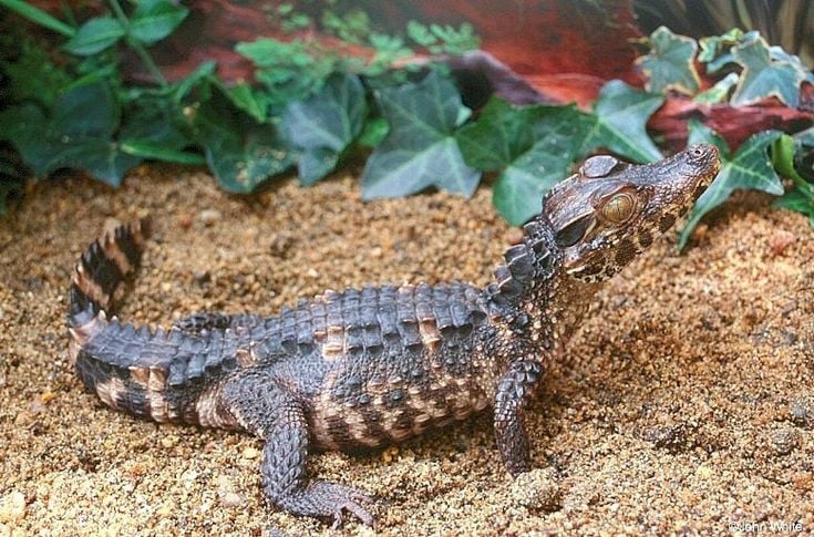 Giỏi leo dốc và đi trên đất liền. Với chân mạnh và cơ thể gọn, cá sấu lùn có thể di chuyển nhanh trên địa hình dốc hoặc rừng rậm, thậm chí leo qua những chướng ngại vật mà các loài cá sấu lớn không thể. Ảnh: Pinterest.