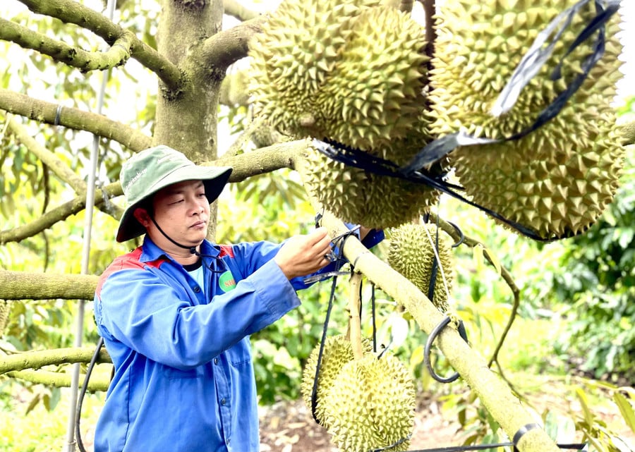 xuat-khau-sau-rieng.jpg