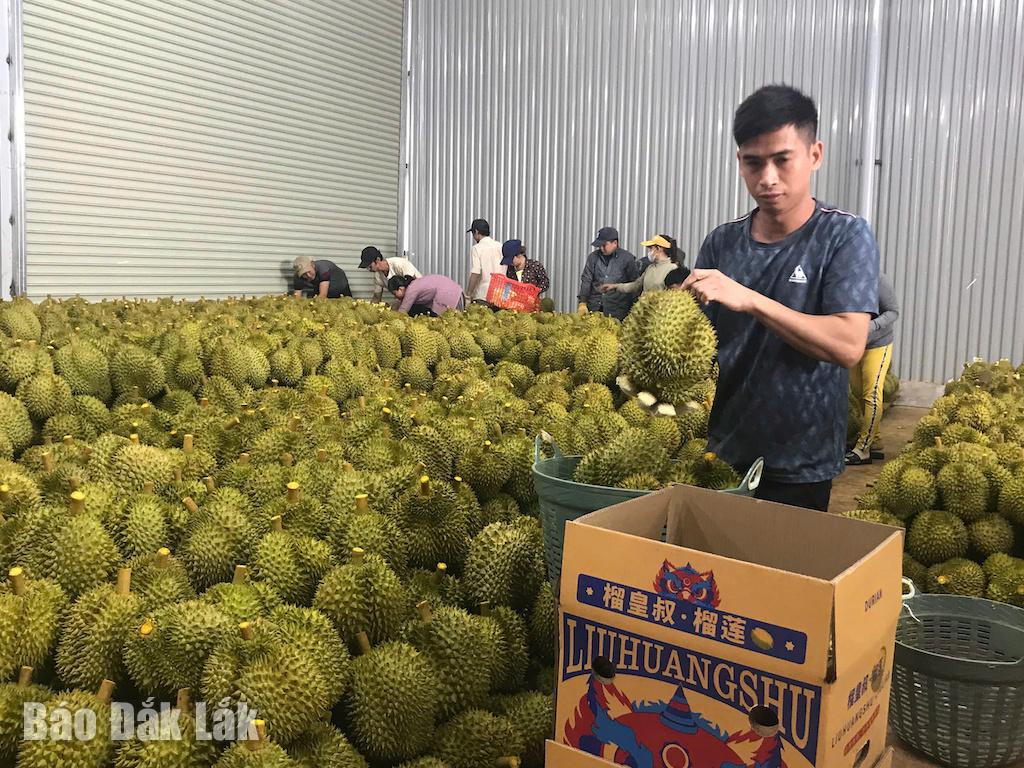 O durian é uma cultura essencial que traz benefícios econômicos para a comuna de Quang Phu (na foto; comprando durian para exportação em uma empresa na comuna de Quang Phu)